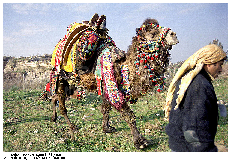 ��������� ���, �������, ��������, ��������, �������������, �������������, �����, �����, XYZ, �����������, Camelidae, ��������� �������, ��������, Camelus bactrianus