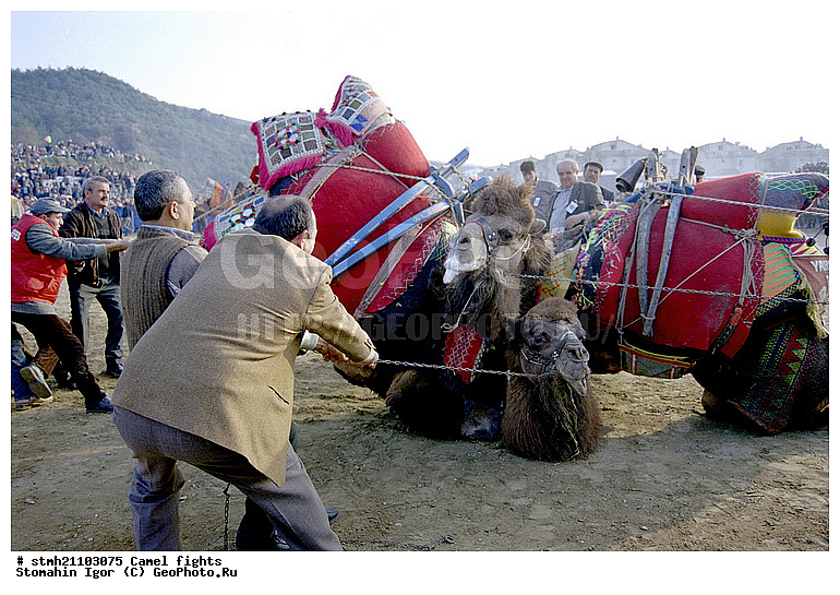 ��������� ���, �������, ��������, ��������, �������������, �������������, �����, �����, XYZ, �����������, Camelidae, ��������� �������, ��������, Camelus bactrianus