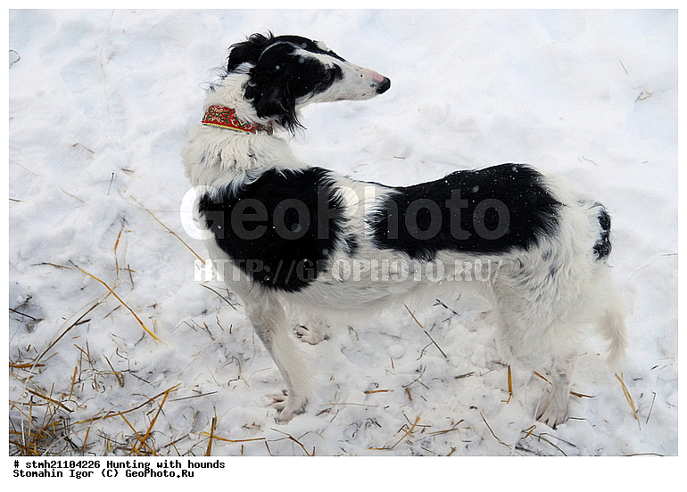 ������ �����, �������