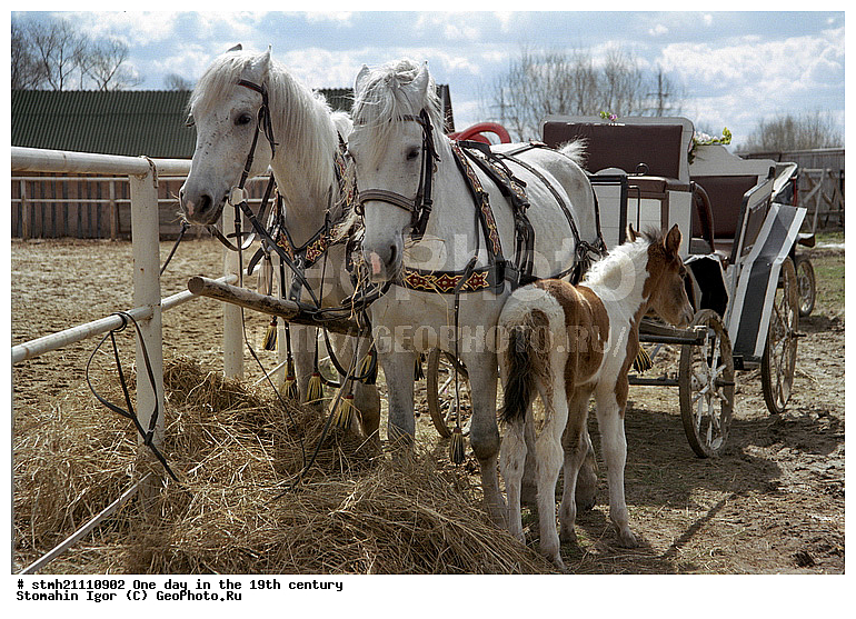 ���� ����, 19 ���, ����������,