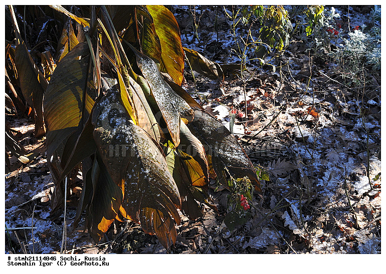 �����, �������������, ����, ������ ����