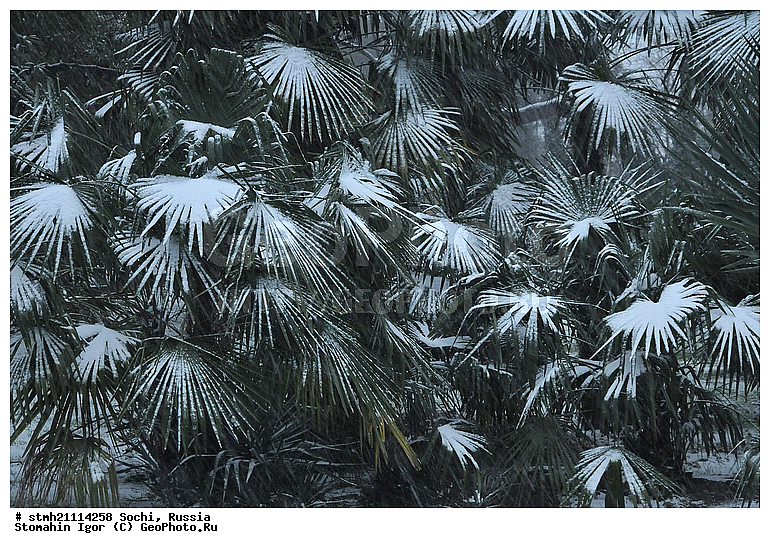 �����, �������������, ����, ������ ����