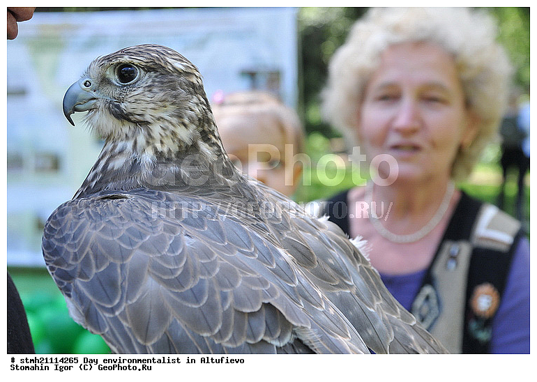 ���� �������, ���������, ��������