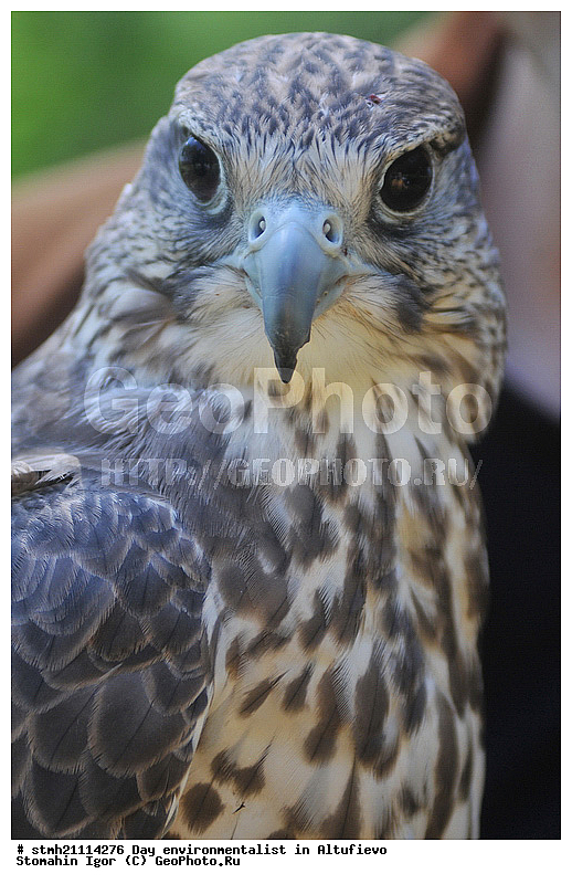 ���� �������, ���������, ��������