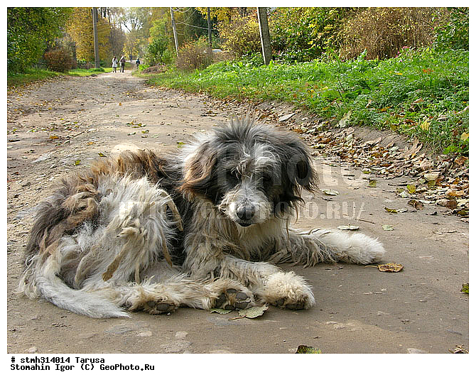 ���������, �������,  ������, ���������