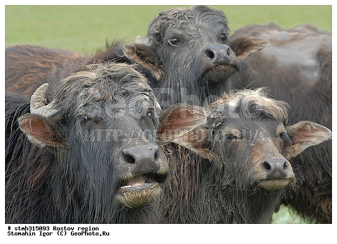 �������, ��������, ����������, �����, �������, �����, �������, �����������, ����������, ��������, ��������, �������������, �������������, �����, �����, XYZ, ���������, Bovidae, ��������� ������, ��������� ������, Bubalus bubalis, ��������, ��������, �������������, �������������, �����, �����, XYZ, ���������, Bovidae, ��������� ������, ��������� ������, Bubalus bubalis