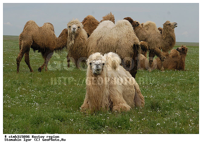 ��������, ��������, ����������, �����, �������, �����, �������, �����������, ����������, ��������, ��������, �������������, �������������, �����, �����, XYZ, �����������, Camelidae, ��������� �������, ��������, Camelus bactrianus