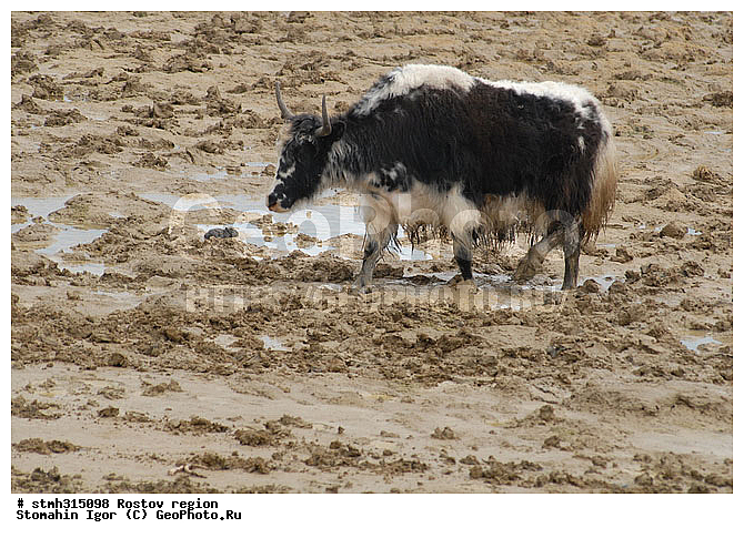 ��, ������, ��������, �����, �����, ������, ��������, ����������, �����, �������, �����, �������, �����������, ����������, ��������, ��������, �������������, �������������, �����, �����, XYZ, ���������, Bovidae, ��, ������, Bos grunniens, Bos mutus