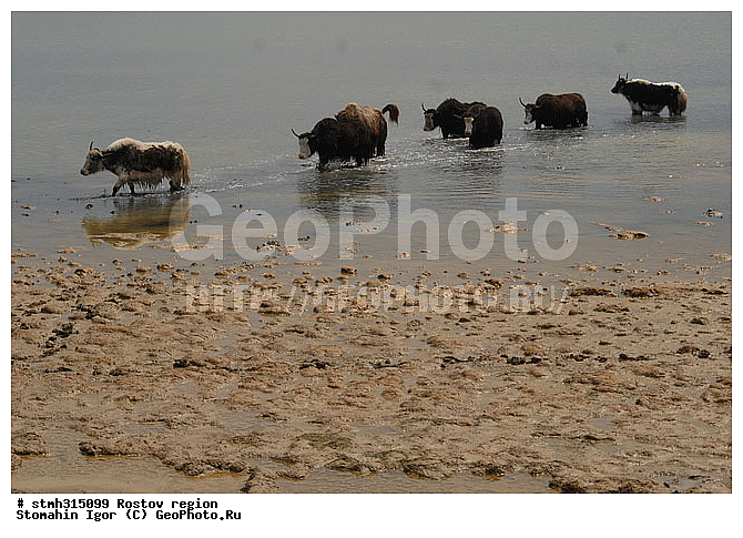 ���, �������, ����, ��������, �����, �����, ������, ��������, ����������, �����, �������, �����, �������, �����������, ����������, ��������, ��������, �������������, �������������, �����, �����, XYZ, ���������, Bovidae, ��, ������, Bos grunniens, Bos mutus