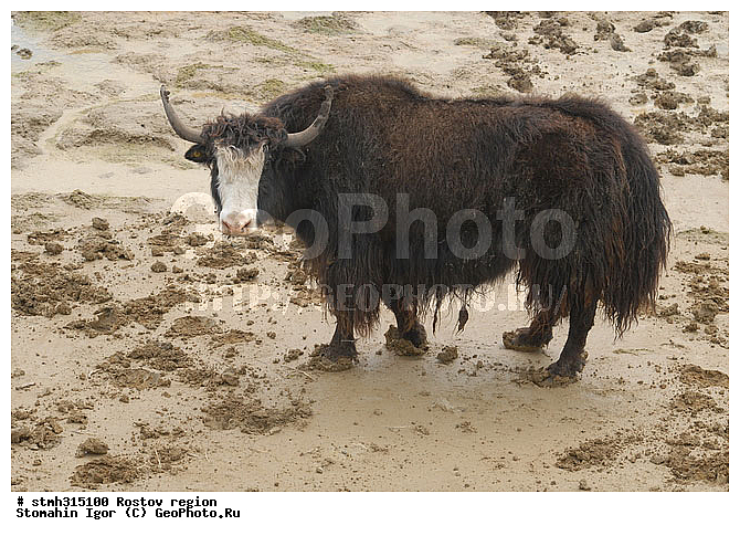 ��, ������, ��������, �����, �����, ������, ��������, ����������, �����, �������, �����, �������, �����������, ����������, ��������, ��������, �������������, �������������, �����, �����, XYZ, ���������, Bovidae, ��, ������, Bos grunniens, Bos mutus