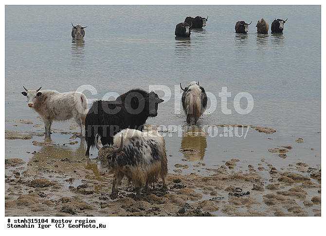 ���, ������, ��������, �����, �����, ������, ��������, ����������, �����, �������, �����, �������, �����������, ����������, ��������, ��������, �������������, �������������, �����, �����, XYZ, ���������, Bovidae, ��, ������, Bos grunniens, Bos mutus