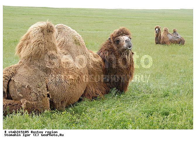 ��������, �������, �����, ��������, ����������, �����, �������, �����, �������, �����������, ����������, ��������, ��������, �������������, �������������, �����, �����, XYZ, �����������, Camelidae, ��������� �������, ��������, Camelus bactrianus