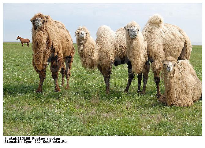 ��������, �������, �����, ��������, ����������, �����, �������, �����, �������, �����������, ����������, ��������, ��������, �������������, �������������, �����, �����, XYZ, �����������, Camelidae, ��������� �������, ��������, Camelus bactrianus