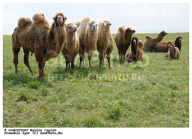 ��������, �������, �����, ��������, ����������, �����, �������, �����, �������, �����������, ����������, ��������, ��������, �������������, �������������, �����, �����, XYZ, �����������, Camelidae, ��������� �������, ��������, Camelus bactrianus