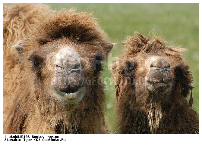 ��������, �������, �����, ��������, ����������, �����, �������, �����, �������, �����������, ����������, ��������, ��������, �������������, �������������, �����, �����, XYZ, �����������, Camelidae, ��������� �������, ��������, Camelus bactrianus