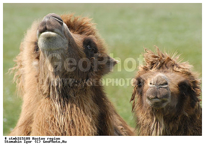 ��������, �������, �����, ��������, ����������, �����, �������, �����, �������, �����������, ����������