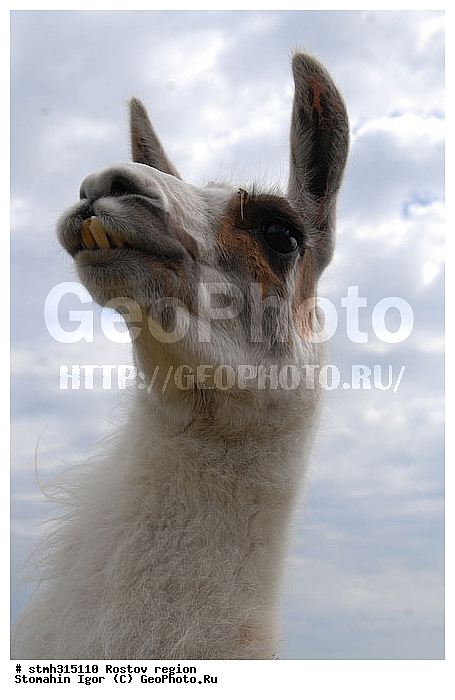����, ��������, ����������, �����, �������, �����, �������, �����������, ����������, ��������, ��������, �������������, �������������, �����, �����, XYZ, �����������, Camelidae, ����, Lama glama