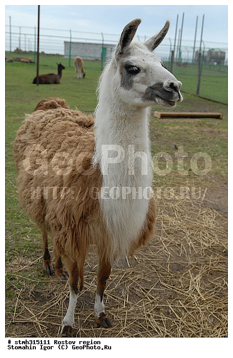 ����, ��������, ����������, �����, �������, �����, �������, �����������, ����������, ��������, ��������, �������������, �������������, �����, �����, XYZ, �����������, Camelidae, ����, Lama glama