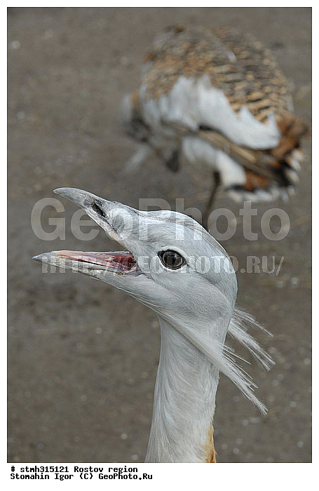 �����, ��������, ����������, �����, �������, �����, �������, �����������, ����������, ��������, ��������, �����, �����, ��������, �����������, XYZ, ��������, Otididae, ������������ �����, �����, �����, Otis tarda, ��������, ��������, �����, �����, ��������, �����������, XYZ, ��������, Otididae, ������������ �����, �����, �����, Otis tarda