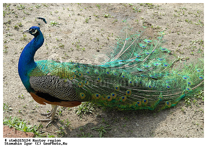 ������, ��������, ����������, �����, �������, �����, �������, �����������, ����������, ��������, ��������, �����, �����, ��������, �����������, XYZ, ���������, Phasianidae, ������, ������������ ������, ��������� ������, Pavo cristatus