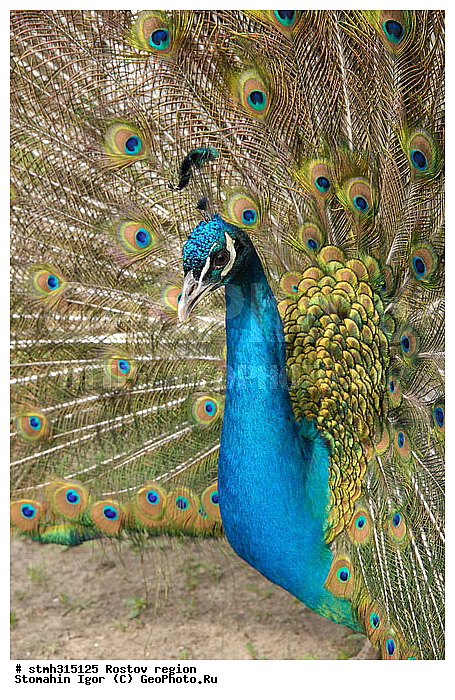 ������, ��������, ����������, �����, �������, �����, �������, �����������, ����������, ��������, ��������, �����, �����, ��������, �����������, XYZ, ���������, Phasianidae, ������, ������������ ������, ��������� ������, Pavo cristatus