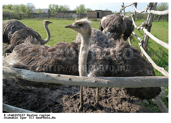 �����������, �������, ��������, ����������, �����, �������, �����, �������, �����������, ����������, ��������, ��������, �����, �����, ��������, �����������, XYZ, ����������, Struthionidae, ����������� ������, Struthio camelus