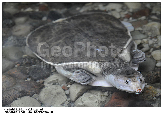 ����������, ��������, ���������������, ��������, �����������, ����������, ��������, ���������������, ��������