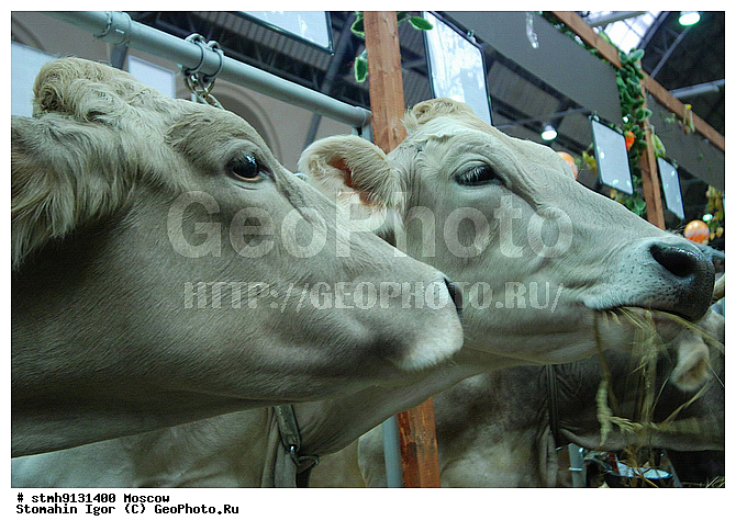 "10-�, ���������, ����������������, ��������, ""�������, �����"",���,������:, ������"