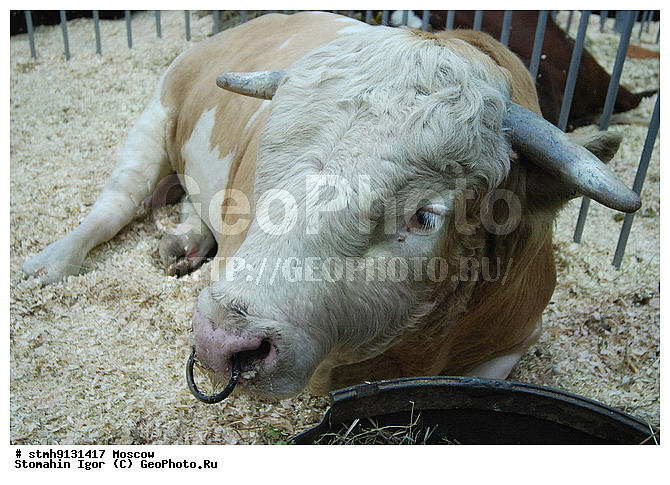 "10-�, ���������, ����������������, ��������, ""�������, �����"",���,������:, ���-�������������"