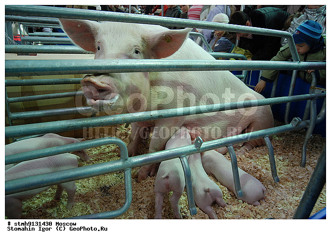 "10-�, ���������, ����������������, ��������, ""�������, �����"",���,������:, ������, ����������"