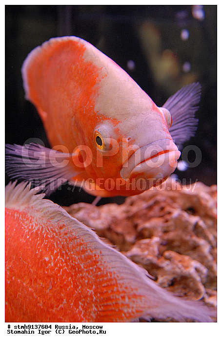 "��������, ZooRussia, 2008, ������, �����, ��������, ����, ���������, ��������, ������������, ��������., , ����, ""�������, ����������"""