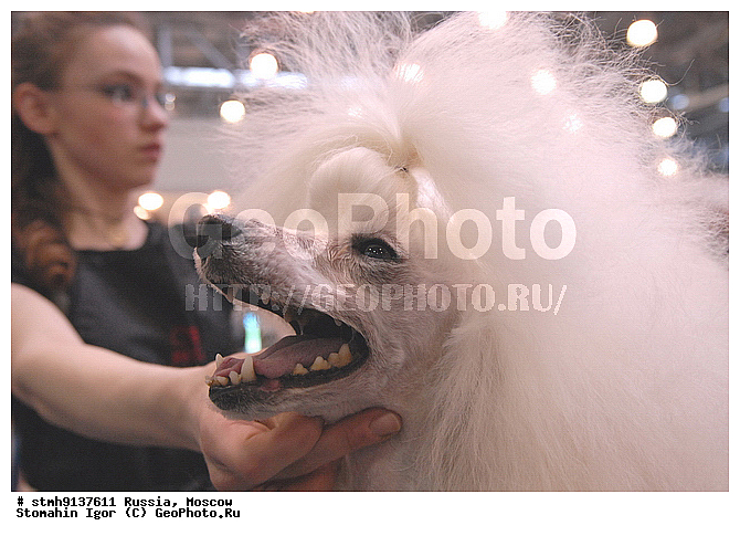 ��������, ZooRussia, 2008, ������, �����, ��������, ����, ���������, ��������, ������������, ��������., , �������, �����������, ������