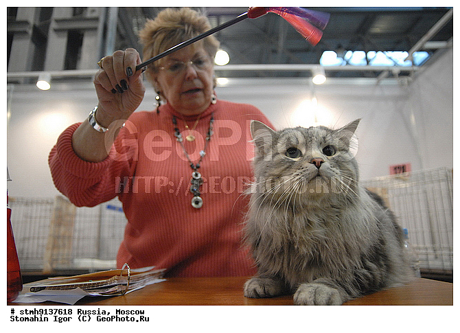 ��������, ZooRussia, 2008, ������, �����, ��������, ����, ���������, ��������, ������������, ��������., , ����������, �����