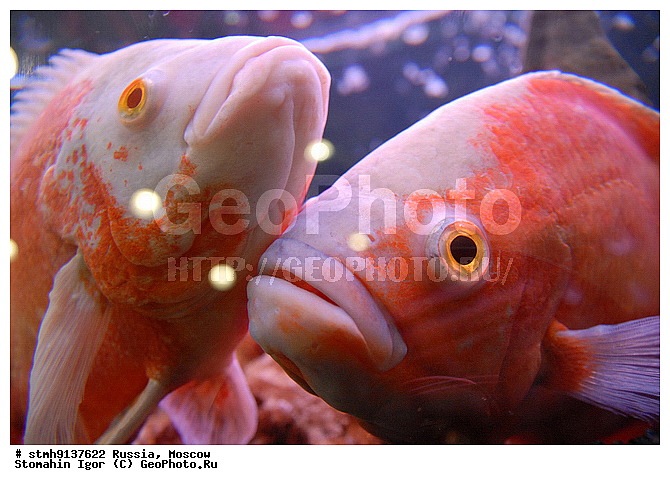 "��������, ZooRussia, 2008, ������, �����, ��������, ����, ���������, ��������, ������������, ��������., , ����, ""�������, �����������"""