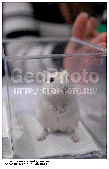 ��������, ZooRussia, 2008, ������, �����, ��������, ����, ���������, ��������, ������������, ��������., , ������������, �����