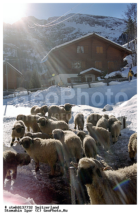 �����������, ����, , ������, ���������