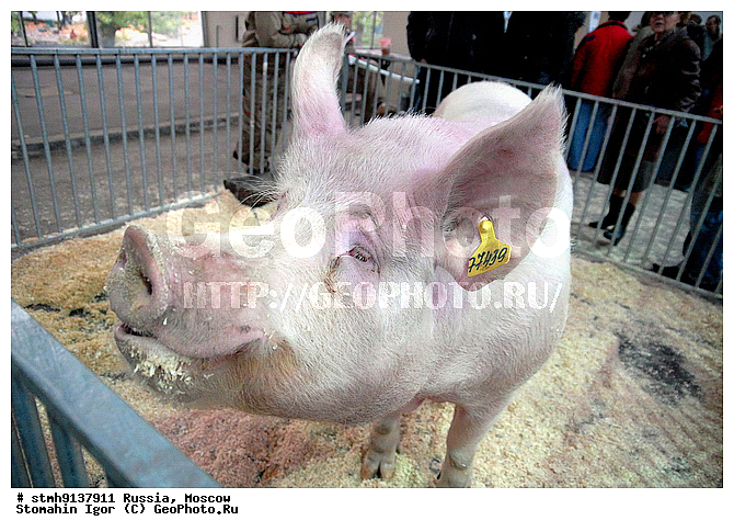 "���, XI, ����������, ����������������, ��������, ""�������, �����, 2009"",������:, �����"