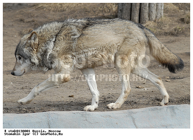 ���������, �����������, ��������, , ����, ��������, ��������, �������������, �������������, �����, �����, �������, ������, �������, ������, �������������, XYZ, ������, �������, ������, Canidae, ����� ����, ����, ������������ ����, Canis lupus