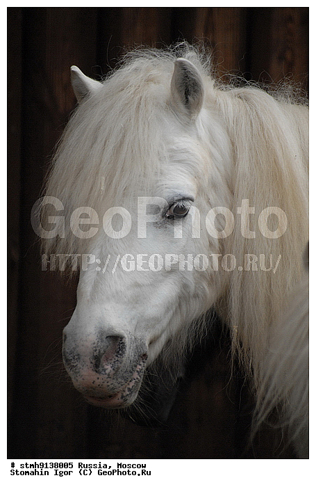 ���������, �����������, ��������, , ����