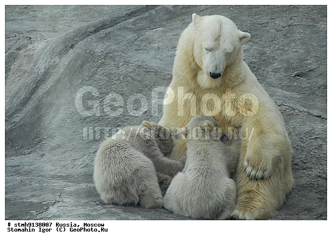 ���������, �����������, ��������, , �����, ���������, �����������, ��������, ��������, �������������, �������������, �����, �����, �������, ������, �������, ������, �������������, ��������, Ursidae, ����� �������, �������� �������, �������� �������, ������� �������, , XYZ