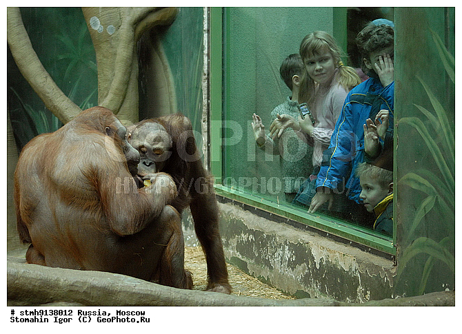 ���������, �����������, ��������, , ����������, ������, �������