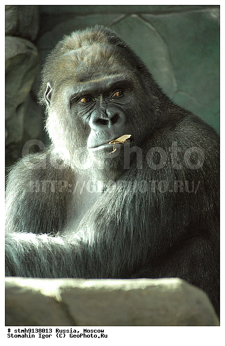 ���������, �����������, ��������, , �������