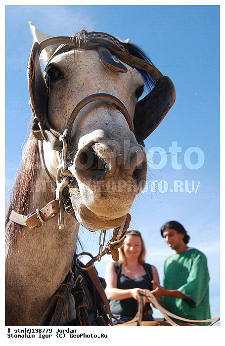 "��������, ������,������:, ""�������, ���"", �����, ������"