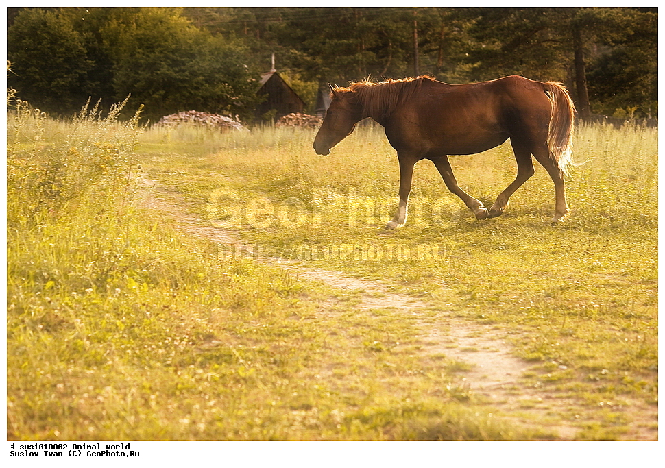 ��������, �������� ���, �������������, ��������, �������, ������, �����, �����, ��������, ��������, �������������, �������������, �����, �����, XYZ, ���������, Equidae, �������� ������, Equus ferus caballus