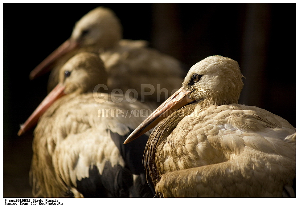 �����, ������, ����, ����, �����, ������, ��������, ��������, �����, �����, ��������, �����������, XYZ, ��������, Ciconiidae, ����� ����, Ciconia ciconia