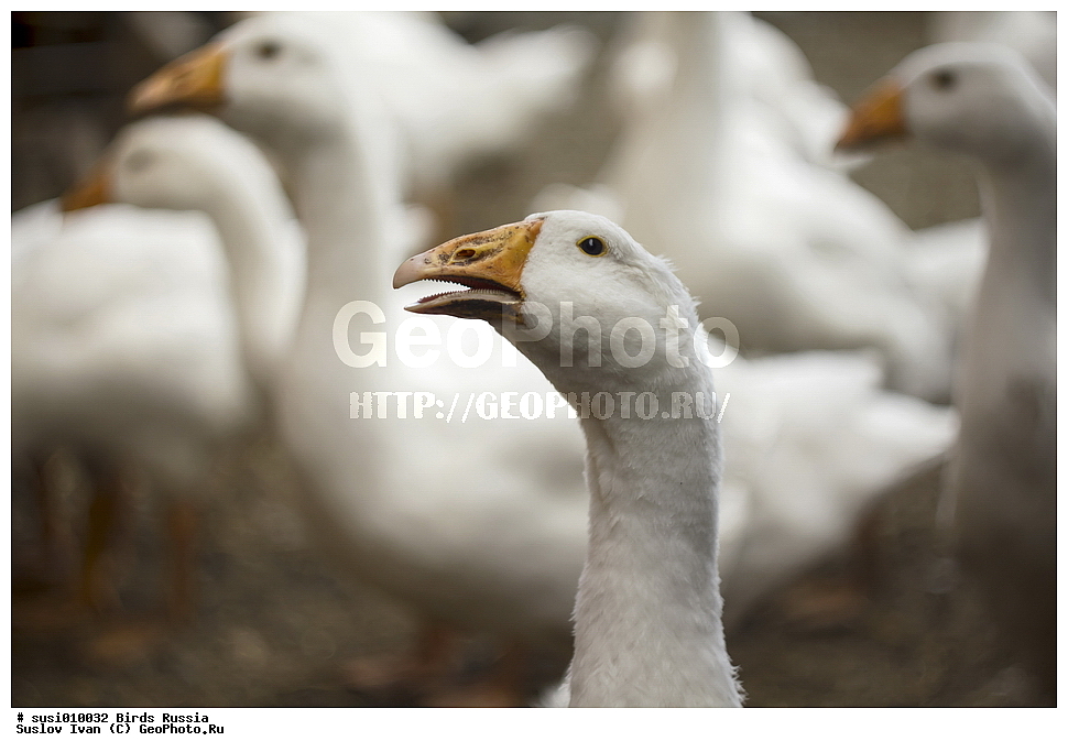 �����, ������, ����, �������, �������, �����, ����, ����, ��������, ��������, �����, �����, ��������, �����������, �����������������, ������������� �����, ������������� �����, XYZ, ������, Anatidae, �������� ����, Anser anser x Anser cygnoides