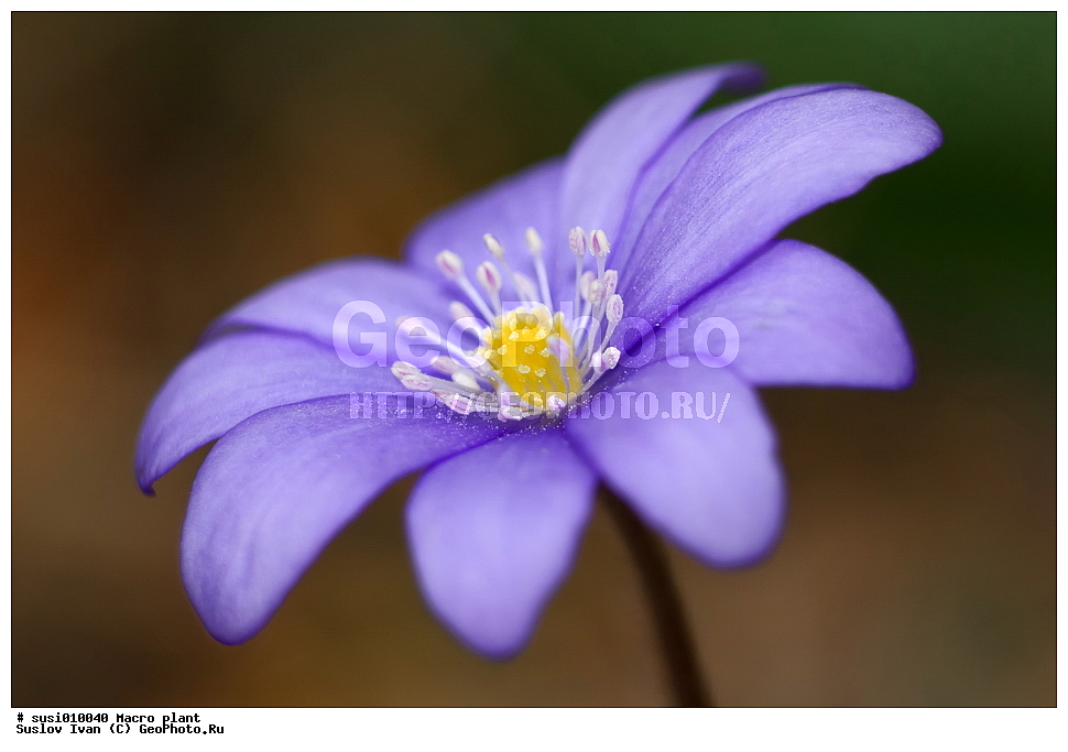 �����������, ��������, ������, �������, ���