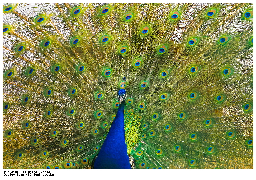 ��������, �������� ���, �����, ������, �����, �������, �����, �������, ����, ��������, ��������, �����, �����, ��������, �����������, XYZ, ���������, Phasianidae, ������, ������������ ������, ��������� ������, Pavo cristatus