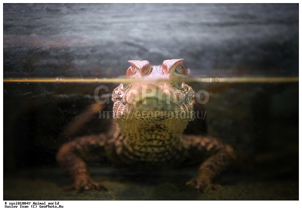 ��������, �������� ���, ��������, ��������, ���������, ����, �����, ����, ����, �����, �������