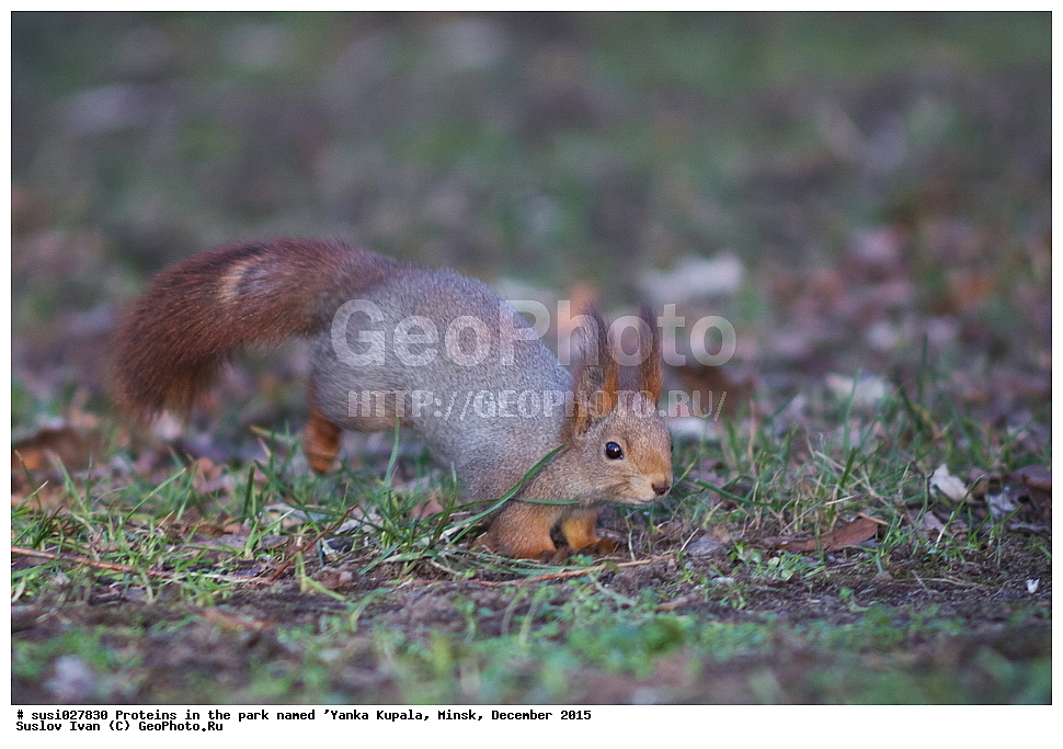 ����, �������, ���, �����, �����, �������, ���, �����, �����, ������, �������������, ��������, ����, 2016, ��������, ��������, �������������, �������������, �����, �����, �������, XYZ, �������, Sciuridae, ������������ �����, �����, Sciurus vulgaris